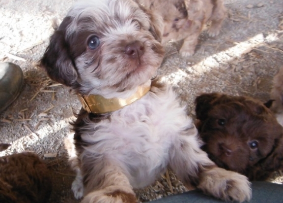 havanese shih tzu mix puppies for sale chocolate cafe merle shih poo puppies for sale day puppies ohsunny day puppies havanese shih tzu mix puppies for sale chocolate cafe merle shih poo puppies for sale day puppies ohsunny day puppies