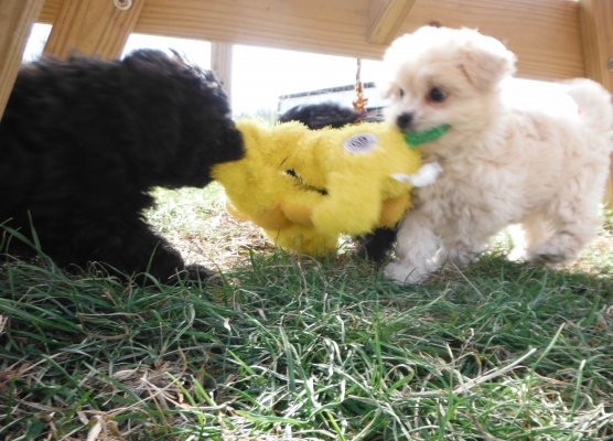 Sparkle's Shih Poo Puppies for Sale - Sunny Day PuppiesSunny Day ... Sparkle's Shih Poo Puppies for Sale - Sunny Day PuppiesSunny Day ...