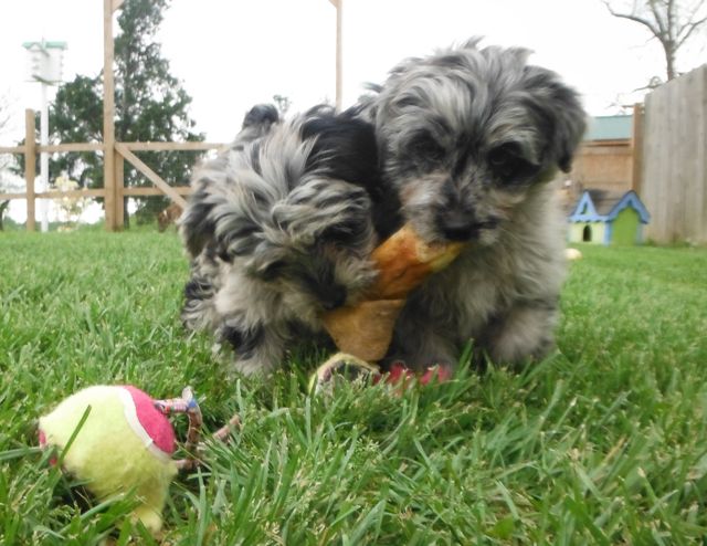 YorrkiPoo PookiePom Speckled Blue Merle puppies