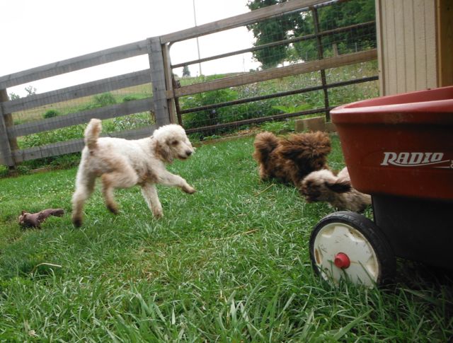 Dogs For Sale At Sunny Day Puppies