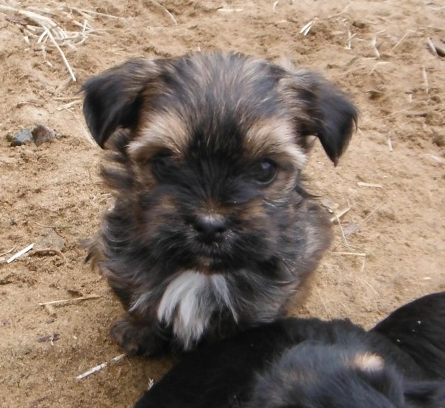 yorkie havanese havanese terrier mix memes yorkie havanese havanese terrier mix memes