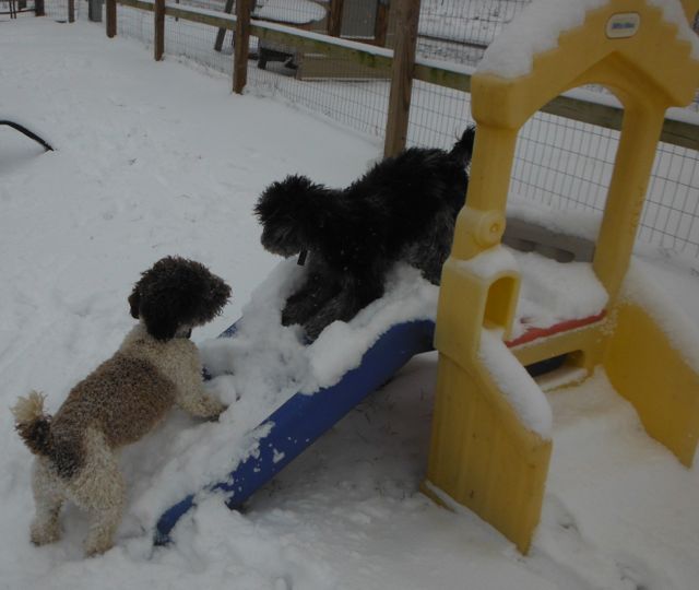 All my Dogs playing in the snow
