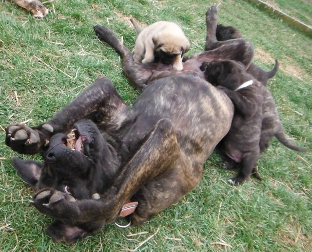 Old English Mastiff Puppies for sale breeder