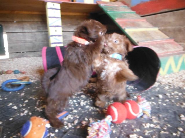 Chocolate brown Shorkie Tzu puppies for sale shih tzu yorkie yorkshire terrier puppy breeder