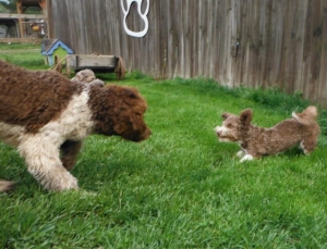 Chocolate Tuxedo HavaPoo Havanese mix Poodle puppies for sale breeder HavaPoo