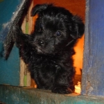 YorkiPoo puppies