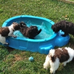 Puppy Pool Party