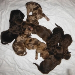 Chocolate Cafe Merle Shih Poo Puppies for Sale Sunny Day Puppies ...