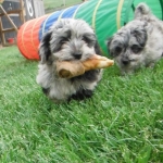 YorrkiPoo PookiePom Speckled Blue Merle puppies