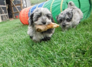 YorrkiPoo PookiePom Speckled Blue Merle puppies