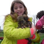 YorkiePoo Puppies for sale, HavaPoo Puppies, Small Non-shedding, hypoallergenic