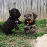 YorkiPoo Puppies Playing