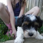 YorkiePoo Puppies for sale, HavaPoo Puppies, Small Non-shedding, hypoallergenic