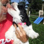 YorkiePoo Puppies for sale, HavaPoo Puppies, Small Non-shedding, hypoallergenic
