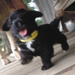 YorkiPoo Puppy