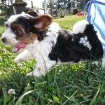 YorkiPoo Puppy