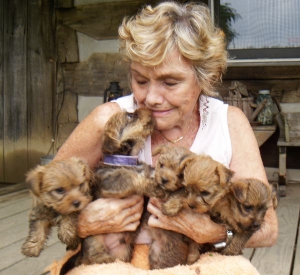 Carkie Puppies for sale Cairn Terier Yorkshire terrier mix breed puppies