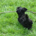 YorkiPoo Puppy