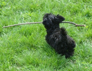 YorkiPoo Puppy