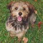 YorkiPoo Puppy