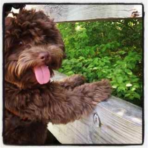 moose