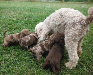 Pajamas' ShihPoo puppies