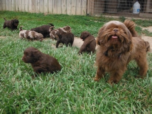 Milo Baby-sitting his ShihPoo Puppies