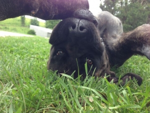 Mastiff puppy "LolliPop" Playing Dead?