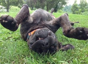 Mastiff puppy "LolliPop" Playing Dead?