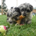 YorrkiPoo PookiePom Speckled Blue Merle puppies