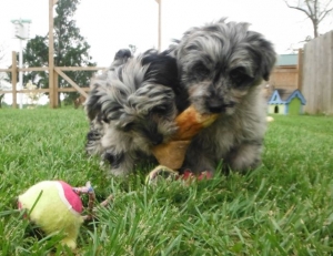 YorrkiPoo PookiePom Speckled Blue Merle puppies