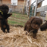 Chocolate ShihPoo puppies for sale (Shih Tzu Toy Poodle mix breed)