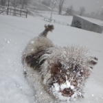 All my Dogs playing in the snow