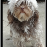 Havashire & HavaPoo puppies for sale Havanese mix w poodle / Yorkie breeder
