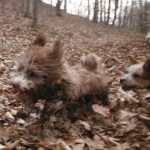 Havanese Havashire HavaPoo HavaApso puppies for sale