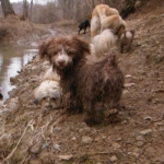 Havanese Havashire HavaPoo HavaApso puppies for sale
