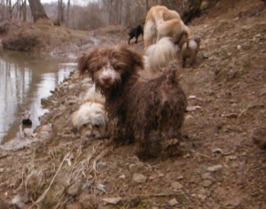 Havanese Havashire HavaPoo HavaApso puppies for sale