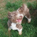Chocolate Tuxedo Havanese mix breed puppies for sale breeder
