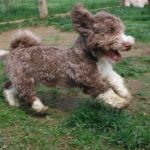 Havanese Havashire HavaPoo HavaApso puppies for sale