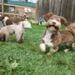 Chocolate tuxedo Havanese mix breed puppies for sale