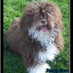 Havashire & HavaPoo puppies for sale Havanese mix w poodle / Yorkie breeder