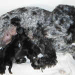 YorkiPoo puppies for sale ohio