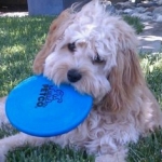 HavaPoo (Havanese/Poodle)