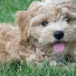 HavaPoo (Havanese/Poodle)