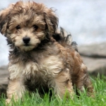 HavaPoo (Havanese/Poodle)