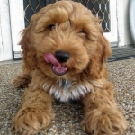 HavaPoo (Havanese/Poodle)