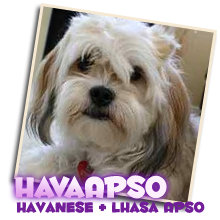 havanese mix for sale
