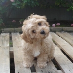 HavaPoo (Havanese/Poodle)HavaNoodle