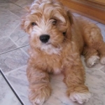 HavaPoo (Havanese/Poodle)