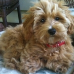 HavaPoo (Havanese/Poodle)